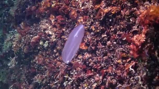 Peixe Mar Negro Solha Europeia Platichthys Flesus — Vídeo de Stock