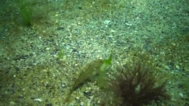 Fish Black Sea Lenguado Europeo Platichthys Flesus — Vídeo de stock