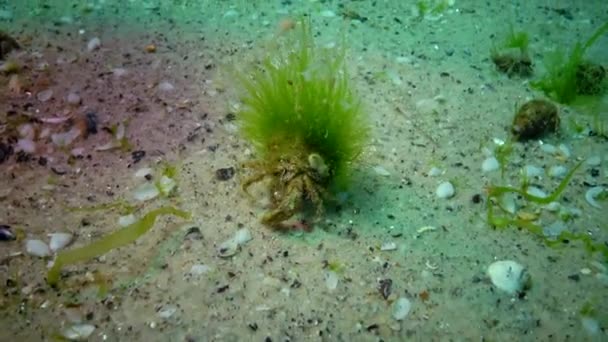 Peixe Mar Negro Solha Europeia Platichthys Flesus — Vídeo de Stock