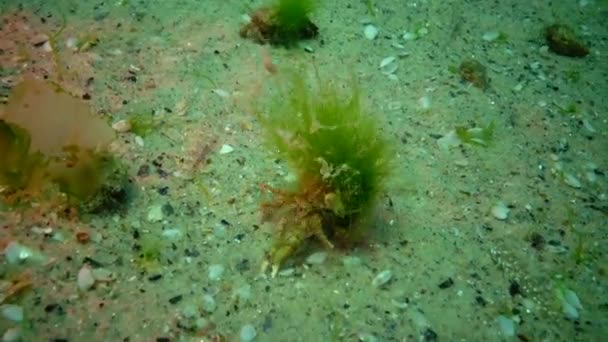 Fish Black Sea European Flounder Platichthys Flesus — Stock Video