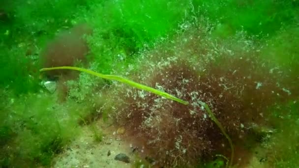 Peixe Mar Negro Solha Europeia Platichthys Flesus — Vídeo de Stock