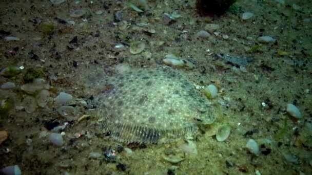 Ryby Morza Czarnego Stornia Platichthys Flesus — Wideo stockowe