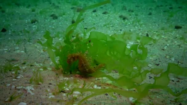 Fish Black Sea Lenguado Europeo Platichthys Flesus — Vídeo de stock