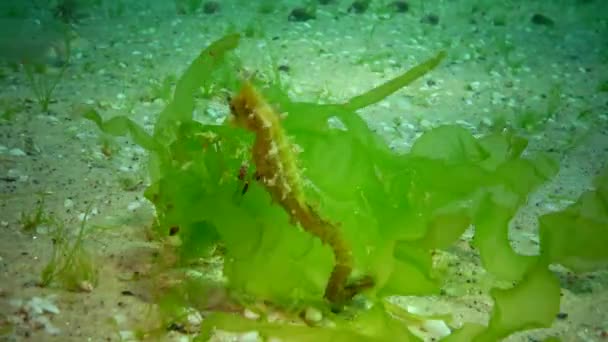 Peixe Mar Negro Solha Europeia Platichthys Flesus — Vídeo de Stock