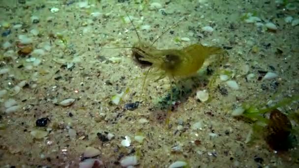 Fish Black Sea Lenguado Europeo Platichthys Flesus — Vídeo de stock