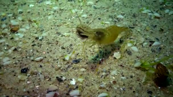 Fisk Svarta Havet Europeiska Skrubbskädda Platichthys Flesus — Stockvideo