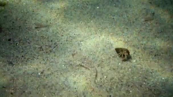 Fish Black Sea Lenguado Europeo Platichthys Flesus — Vídeo de stock