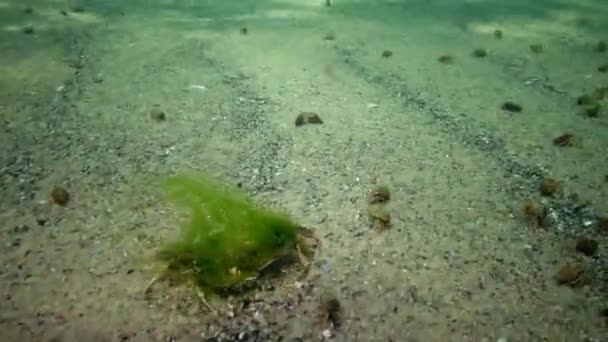 Poissons de la mer Noire. Plie rouge (Platichthys flesus) )