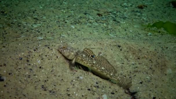 Karadeniz Balık Avrupa Pisi Balığı Platichthys Flesus — Stok video