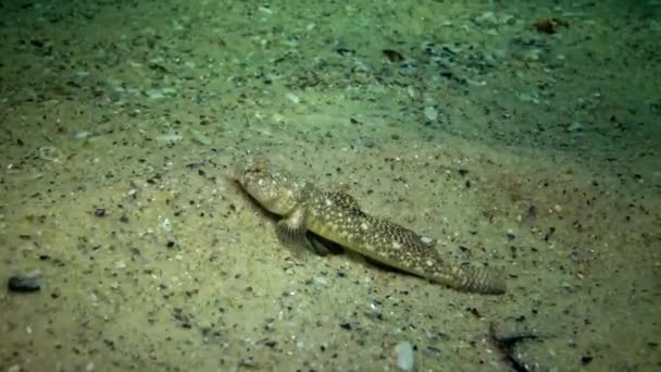 Ψάρια Της Μαύρης Θάλασσας Ευρωπαϊκή Χωματίδα Platichthys Flesus — Αρχείο Βίντεο