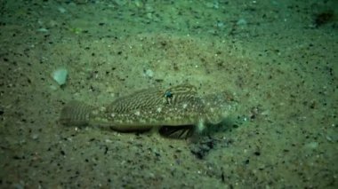 Karadeniz balık. Avrupa pisi balığı (Platichthys flesus)