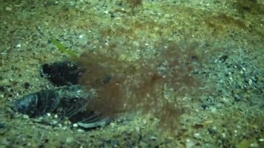 Karadeniz balık. Avrupa pisi balığı (Platichthys flesus)