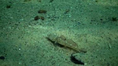 Karadeniz balık. Avrupa pisi balığı (Platichthys flesus)