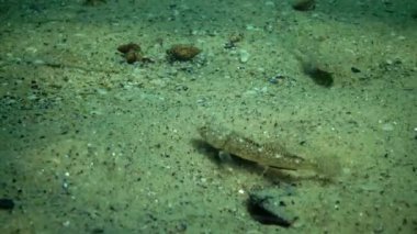 Karadeniz balık. Avrupa pisi balığı (Platichthys flesus)