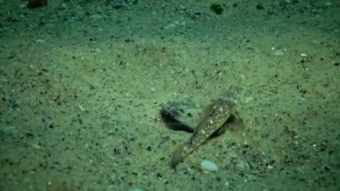 Karadeniz balık. Avrupa pisi balığı (Platichthys flesus)