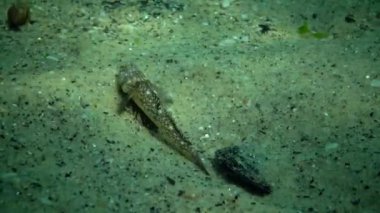 Karadeniz balık. Avrupa pisi balığı (Platichthys flesus)