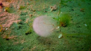 Karadeniz balık. Avrupa pisi balığı (Platichthys flesus)