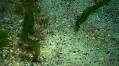 Karadeniz balık. Avrupa pisi balığı (Platichthys flesus)