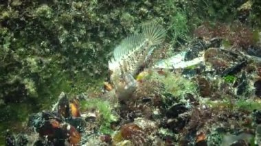 Karadeniz balık. Avrupa pisi balığı (Platichthys flesus)