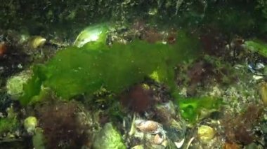 Karadeniz balık. Avrupa pisi balığı (Platichthys flesus)