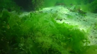 Karadeniz balık. Avrupa pisi balığı (Platichthys flesus)