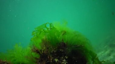 Karadeniz balık. Avrupa pisi balığı (Platichthys flesus)