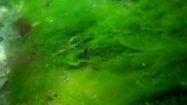 Karadeniz 'in yosunları. Deniz tabanındaki kayalıklarda yeşil ve kırmızı algler. Su altı manzarası. Karadeniz
