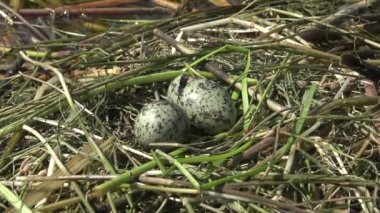 Yumurtadan kuş yuva bıyıklı sumru (Chlidonias boş) Nilüfer yumurtadan yaprakların arasında bir piliç, Lake Kugurluy, Ukrayna
