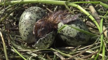 Yumurtadan kuş yuva bıyıklı sumru (Chlidonias boş) Nilüfer yumurtadan yaprakların arasında bir piliç, Lake Kugurluy, Ukrayna