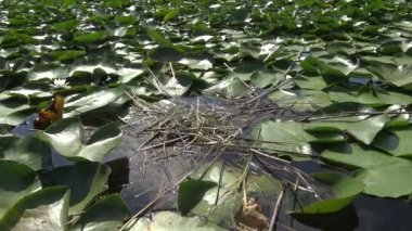 Yumurtadan kuş yuva bıyıklı sumru (Chlidonias boş) Nilüfer yumurtadan yaprakların arasında bir piliç, Lake Kugurluy, Ukrayna