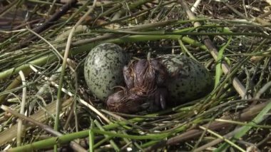 Yumurtadan kuş yuva bıyıklı sumru (Chlidonias boş) Nilüfer yumurtadan yaprakların arasında bir piliç, Lake Kugurluy, Ukrayna