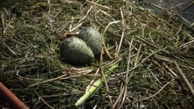 Yumurtadan kuş yuva bıyıklı sumru (Chlidonias boş) Nilüfer yumurtadan yaprakların arasında bir piliç, Lake Kugurluy, Ukrayna