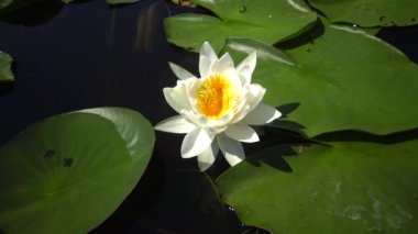 Güzel beyaz su lily (Nymphaea alba) çiçekler göl, Kugurluy, Ukrayna su yüzeyinde. Ukrayna kırmızı kitap listelenen bir bitki