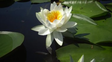 Güzel beyaz su lily (Nymphaea alba) çiçekler göl, Kugurluy, Ukrayna su yüzeyinde. Ukrayna kırmızı kitap listelenen bir bitki