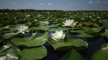 Güzel beyaz su lily (Nymphaea alba) çiçekler göl, Kugurluy, Ukrayna su yüzeyinde. Ukrayna kırmızı kitap listelenen bir bitki