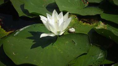 Güzel beyaz su lily (Nymphaea alba) çiçekler göl, Kugurluy, Ukrayna su yüzeyinde. Ukrayna kırmızı kitap listelenen bir bitki