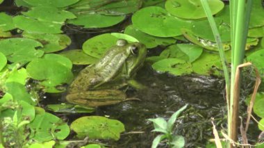Lake Kugurluy, Ukrayna'da marsh kurbağa (Pelophylax ridibundus).