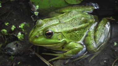 Lake Kugurluy, Ukrayna'da marsh kurbağa (Pelophylax ridibundus).