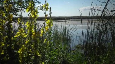 Lake Kugurluy, Ukrayna üzerinde yaban hayatı güzel sahne. Çalılıkları Nilüferler, sazlık ve su bitkileri.