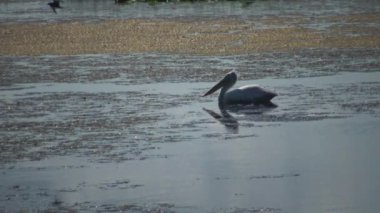 Pelikan nilüferler ve yosun arasında gölde yüzüyor. Lake Kugurluy, Ukrayna