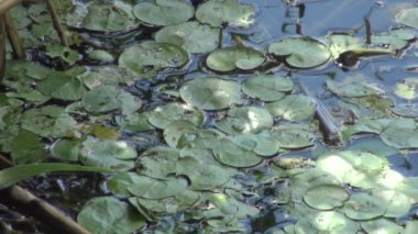 Hydrocharis morsus-ranae, frogbit, çiçekli bitkidir. Lake Kugurluy, Ukrayna üzerinde yaban hayatı güzel sahne.