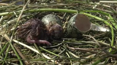 Yumurtadan kuş yuva bıyıklı sumru (Chlidonias boş) Nilüfer yumurtadan yaprakların arasında bir piliç, Lake Kugurluy, Ukrayna
