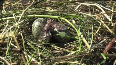 Yumurtadan kuş yuva bıyıklı sumru (Chlidonias boş) Nilüfer yumurtadan yaprakların arasında bir piliç, Lake Kugurluy, Ukrayna