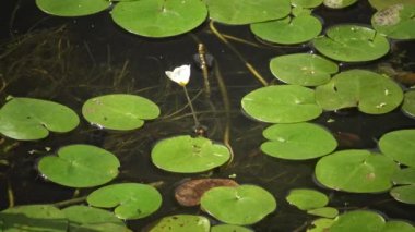 Hydrocharis morsus-ranae, frogbit, çiçekli bitkidir. Lake Kugurluy, Ukrayna üzerinde yaban hayatı güzel sahne.