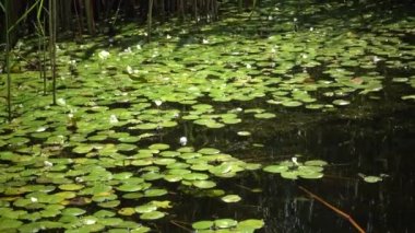 Hydrocharis morsus-ranae, frogbit, çiçekli bitkidir. Lake Kugurluy, Ukrayna üzerinde yaban hayatı güzel sahne.