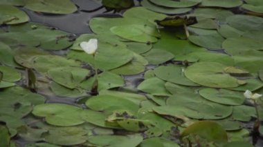 Hydrocharis morsus-ranae, frogbit, çiçekli bitkidir. Lake Kugurluy, Ukrayna üzerinde yaban hayatı güzel sahne.
