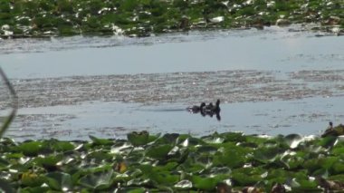 Bir ördek kara boyunlu batağan (Podiceps nigricollis) ördek yavrusu ile gölde yüzen, bir erkek dalış ve balık ve beslemeleri ördek yavrusu, Lake Kugurluy, Ukrayna yakalar