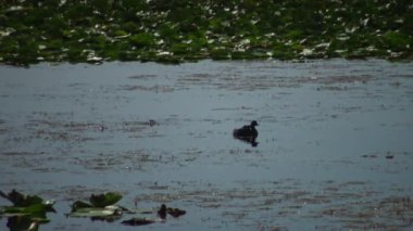 Bir ördek kara boyunlu batağan (Podiceps nigricollis) ördek yavrusu ile gölde yüzen, bir erkek dalış ve balık ve beslemeleri ördek yavrusu, Lake Kugurluy, Ukrayna yakalar