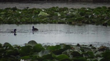 Bir ördek kara boyunlu batağan (Podiceps nigricollis) ördek yavrusu ile gölde yüzen, bir erkek dalış ve balık ve beslemeleri ördek yavrusu, Lake Kugurluy, Ukrayna yakalar