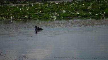 Bir ördek kara boyunlu batağan (Podiceps nigricollis) ördek yavrusu ile gölde yüzen, bir erkek dalış ve balık ve beslemeleri ördek yavrusu, Lake Kugurluy, Ukrayna yakalar